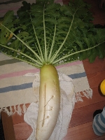 画像の説明 画像の説明