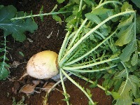 画像の説明 画像の説明