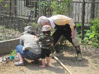 トマトを植えています トマトを植えています