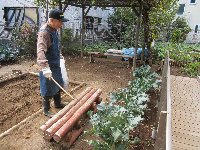 今日収穫するぞー